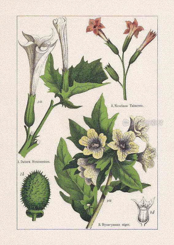 Magnoliids, Asterids, chromolithography，出版于1895年